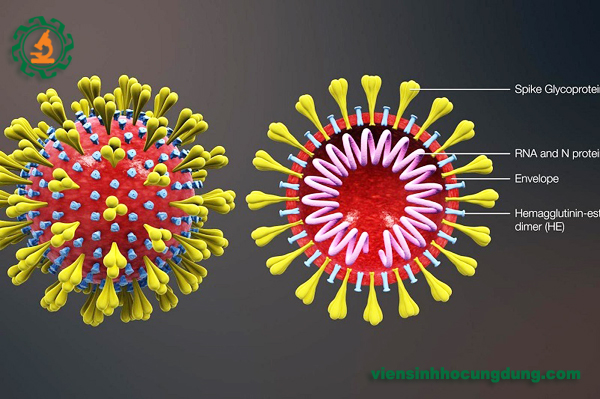 Virus nCoV là gì?