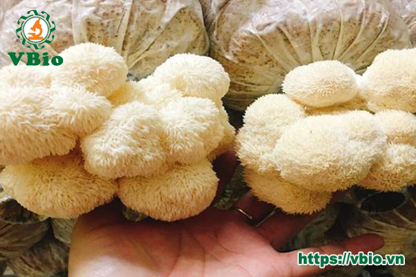 kỹ thuật trồng nấm hầu thủ