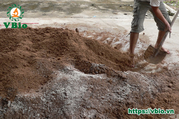 kỹ thuật trồng nấm hàu thủ khô