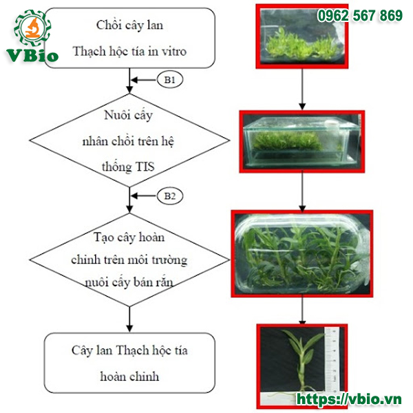 nhân giống cây lan Thạch hộc tía