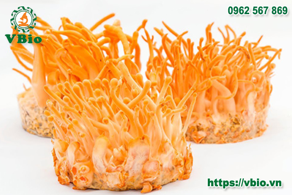 Đông trùng hạ thảo là gì