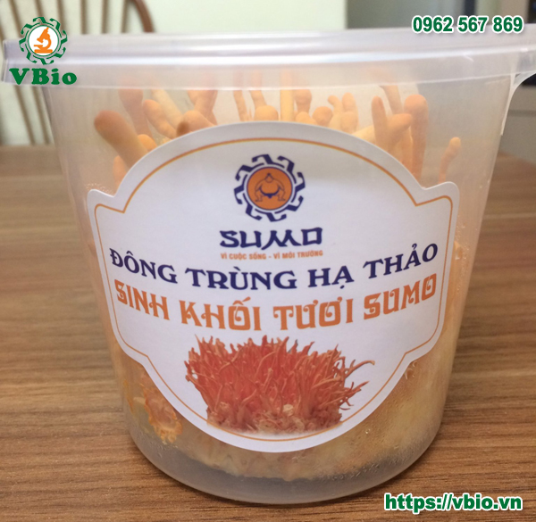 Tác dụng của Đông trùng hạ thảo