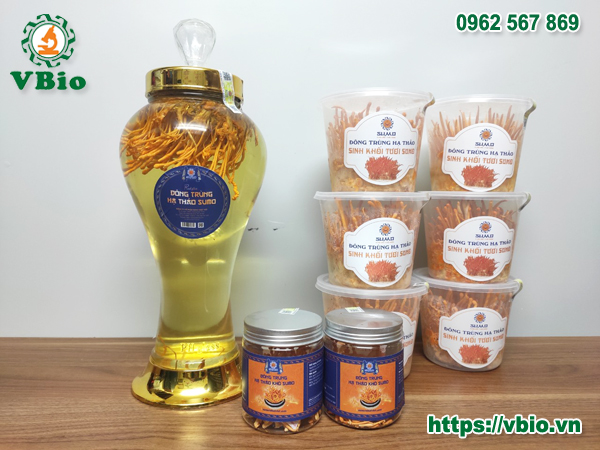 đông trùng hạ thảo ngâm rượu
