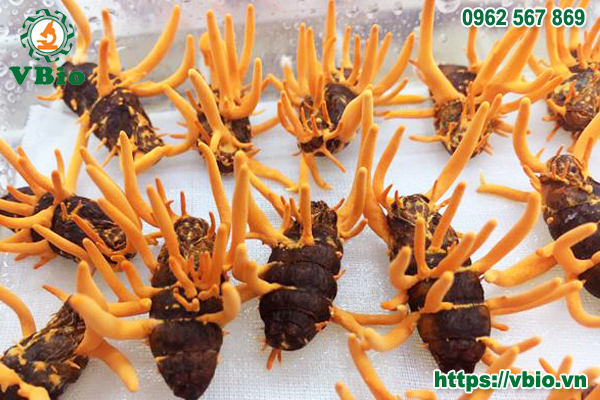 Đông trùng hạ thảo nguyên con