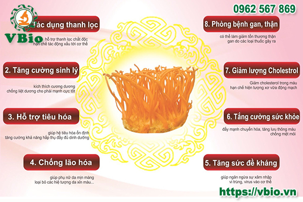 Tác dụng của đông trùng hạ thảo