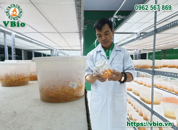 nuôi cấy giống đông trùng hạ thảo
