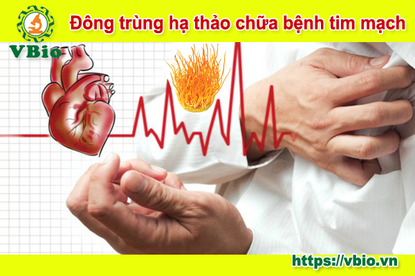 Chữa bệnh tim mạch mạch bằng đông trùng hạ thảo