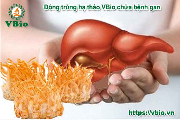 Tác dụng của Đông trùng hạ thảo với gan