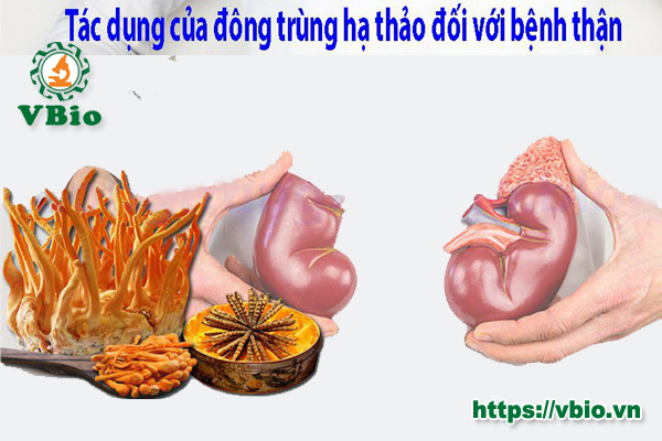 đông trùng hạ thảo chữa bệnh thận