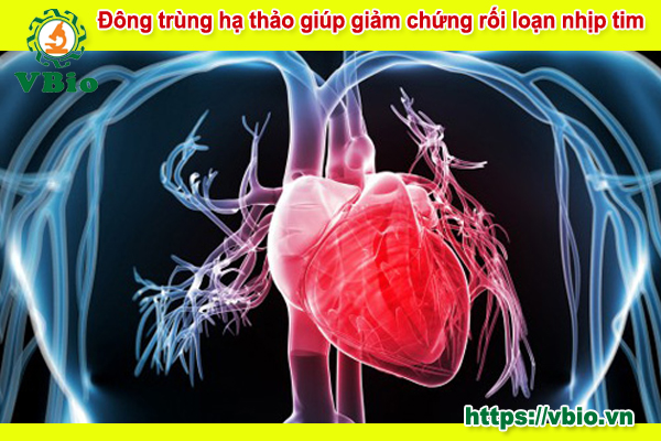 Đông trùng Hạ thảo giúp giảm chứng rối loạn nhịp tim