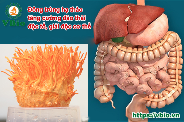 đông trùng hạ thảo tăng cường đào thải độc tố, giải độc cơ thể