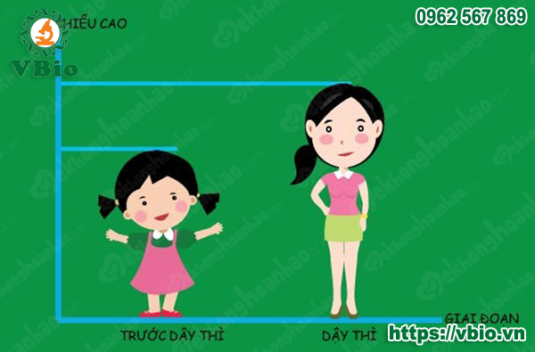 Tác dụng của đông trùng hạ thảo với phụ nữ