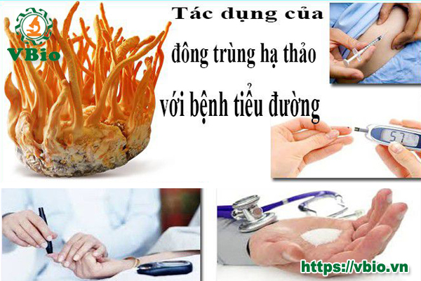 Đông trùng hạ thảo trị bệnh tiểu đường