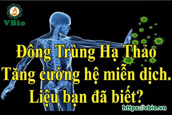 Tác dụng của đông trùng hạ thảo với hệ miễn dịch
