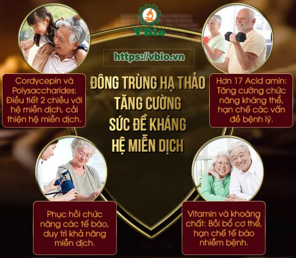 Đông trùng hạ thảo tốt cho hệ miễn dịch