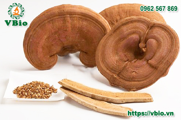 Tác dụng của nấm linh chi với bệnh cao huyết áp