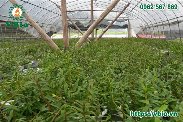 Kỹ thuật trồng thạch hộc tía