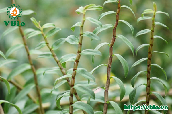Thạch hộc tía: Cách trồng chăm sóc và tác dụng chữa bệnh