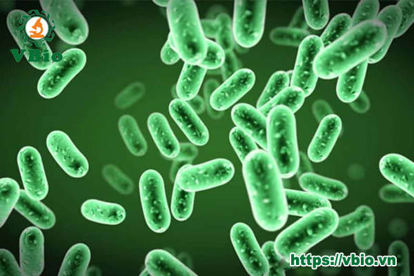 CHỦNG VI KHUẨN SINH CAROTENOIDS TỪ ĐẤT RỪNG NGẬP MẶN