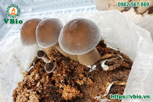 Chuyển Giao Công Nghệ Và Quy Trình Trồng Nấm Mối Đen trên mùn cưa