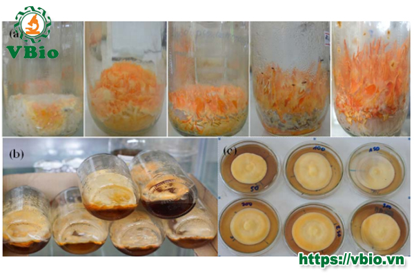 Nấm đông trùng hạ thảo Cordyceps militaris: Đặc điểm sinh học, Giá trị dược liệu và các yếu tố ảnh hưởng đến quá trình nuôi trồng nấm