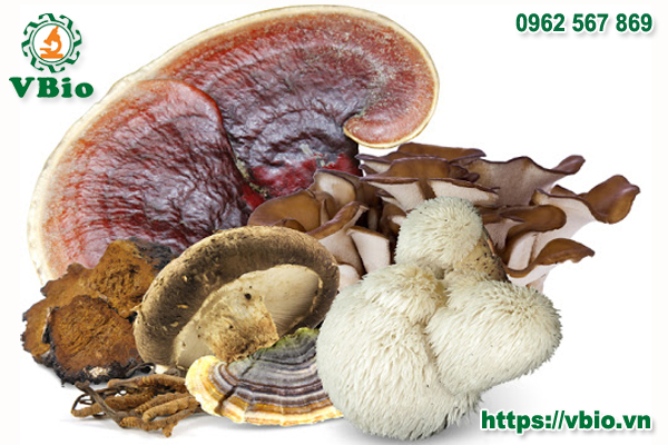 NGHIÊN CỨU KỸ THUẬT NUÔI TRỒNG NẤM LINH CHI ĐỎ TRÊN THÂN CÂY GỖ