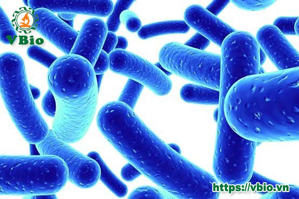 Lactobacillus là gì