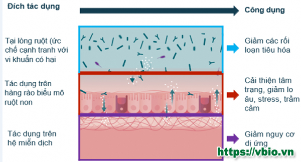 Vi khuẩn Lactobacillus