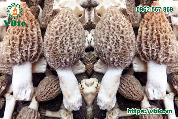 nấm bụng dê