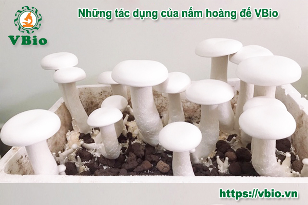 công dụng chữa bệnh nấm hoàng đế
