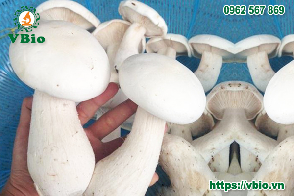 Tác dụng của Nấm hoàng đế