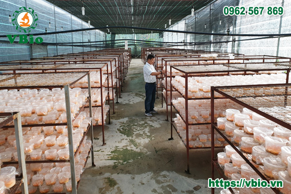 Các đơn vị sản xuất nấm quy mô từ nhỏ đến quy mô trang trại