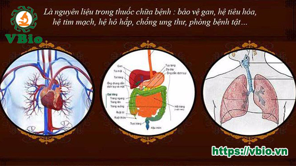 Tác dụng của nấm linh chi là gì?