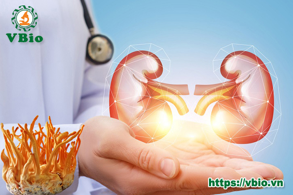 Đông trùng hạ thảo chữa suy thận