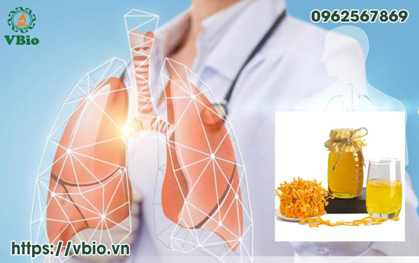 Tác dụng đông trùng hạ thảo đến đường hô hấp